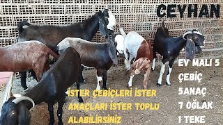 EV MALI 18 ADET HALEP KEÇİLERİ 5 ANAÇ 5 ÇEBİÇ 7 OĞLAK VE TEKE 05536206138 YER CEYHANhalepgoat [upl. by Camilla]