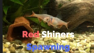 Red Shiners Spawning [upl. by Brothers227]