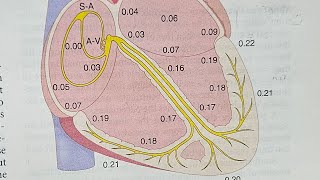 18Pathway of electrical excitation of heart part 2  by droogway  video 18 CVS [upl. by Collen]