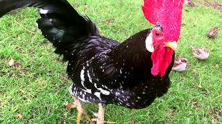 A handsome rooster crowing louds in the early morning [upl. by Nicolai]