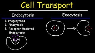 Cell Transport  Endocytosis Exocytosis Phagocytosis and Pinocytosis [upl. by Divod]