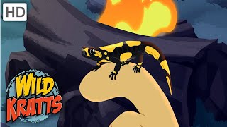 Wild Kratts Learn about the Fire SalamanderAnimals [upl. by Karney]