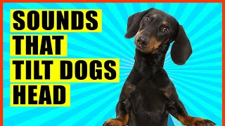 Sounds That Make Dogs Tilt Their Head GUARANTEED [upl. by Rashidi]