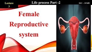 Lec 3  Female reproductive system  Life process part 2  10 SSC MH [upl. by Ehtyaf]