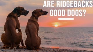 Are Rhodesian Ridgebacks Good Dogs [upl. by Sabir806]