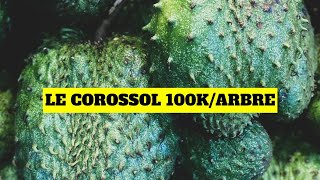 Le corossol peut générer 100 000FCFA arbre par an [upl. by Kern]