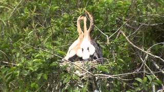 Baby Anhinga FeedingOuch [upl. by Ecirahs]