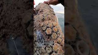 Commensalism example  Barnacles on Whale commensalism whale ncert biology barnacles ocean [upl. by Ennovad]