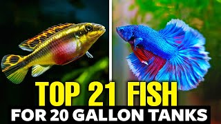 Best Fish For 20 Gallon Tank  Top Picks Explained in 13 Minutes [upl. by Alithea]