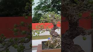 BONSAI MUSTAM DIOSPYROS MONTANA [upl. by Dennie]