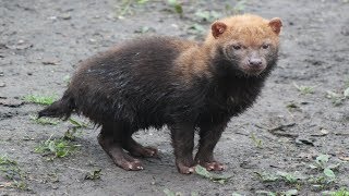 Boshond welpjes  Bush Dogs Cubs  Planckendael 2019 [upl. by Low]