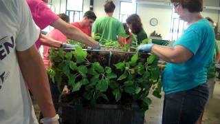 Assembling Longwoods Poinsettia Baskets [upl. by Rephotsirhc]