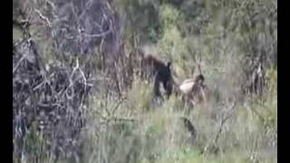 hyena and vultures eating giraffe [upl. by Kcirrad]