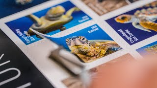 Protect Sea Turtles with a Postage Stamp featuring Ikelite Ambassador David Fleetham [upl. by Hubble]