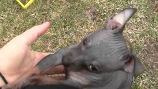 American Hairless Terrier pups 7 weeks old [upl. by Ludwog]