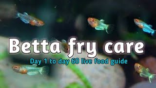 Betta fry care  complete betta fry live food guide in Tamil  betta fry care tips in tamil [upl. by Tsepmet]