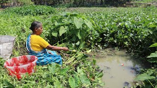 Unbelievable fish hunting 🎣  The beautiful old women koi fish catching in village sink  Koi fish🐟 [upl. by Aniled]