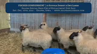 Kalona Bred Ewe amp Replacement Ewe Sale  Fischer Consignment  121022 [upl. by Namron]