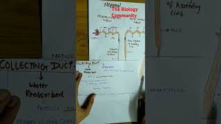 FUNCTION OF THE TUBULES PART3excretoryproductsamptheireliminationclass11biologyneetcbseshortsyt [upl. by Libby]