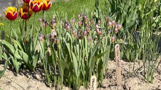 Fritillaria Uva Vulpis  Bulbs for Fall Planting [upl. by Entruoc]