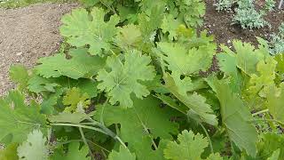 Macleaya cordata Willd R Br čes makleja srdčitá [upl. by Ellecrag311]