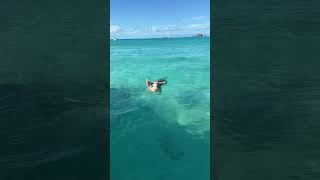 Swim with Pigs in Bahamas [upl. by Ignatz275]