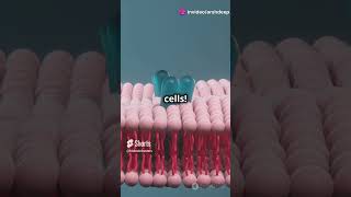 What is the Plasma Membrane biology facts cellbiology science quiz education genetics [upl. by Nahtannoj225]