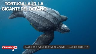 🐢 Tortuga Laud El gigante del océano tortugalaud turtle caribe naturaleza biodiversidad [upl. by Grogan]