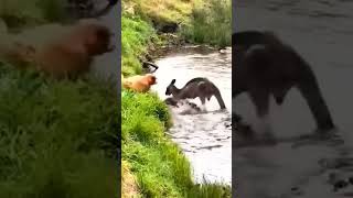 Kangaroo VS dogdogkangaroochicken animals pets shortshort filmfunnycatgoatmonkeydonkey [upl. by Oiramel829]