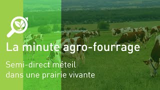 Semidirect méteil dans prairie vivante [upl. by Vittoria537]