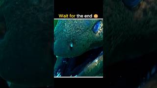 Animal with 2 jaws  Moray eel shorts facts [upl. by Doreg]