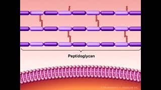 Bacterial cell wall synthesis bacteria cellwall lecture pharmacy doctorj [upl. by Hills]