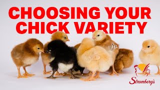 How to Choose the Right Chick Variety [upl. by Ellezaj]