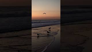 Nauset Beach Seagulls and Sunrise capecod sunrise [upl. by Gareth]