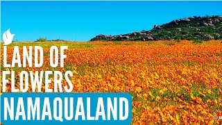 Land of Flowers  NAMAQUALAND SOUTH AFRICA [upl. by Aerdnwahs891]