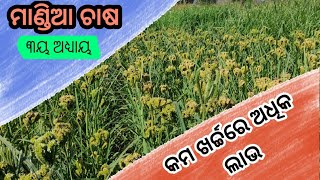 How to produce Ragi  mandia chasa odia ragi farmingRagi ki kheti  how to Cultivate Ragimandia [upl. by Ariew638]