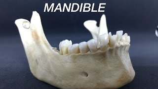 MANDIBLE  GENERAL FEATURES amp ATTACHMENTS [upl. by Culbert795]