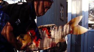 Japans Living Jewels The Fascinating World of Koi mini docu [upl. by Tterrab]