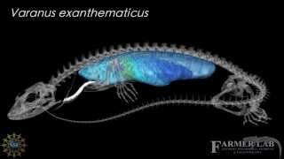 3D model of the skeletal and pulmonary anatomy of Varanus exanthematicus [upl. by Eitsirhc965]