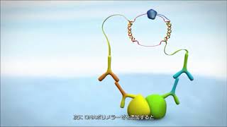 低濃度内在性タンパク質の顕微鏡観察が可能に【Duolink PLA技術】 [upl. by Follansbee]