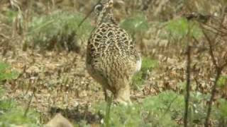 Little Whimbrel  Numenius minutus [upl. by Anecusa]