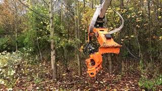 Woodcracker CS CRANE in a stand of small poplars [upl. by Lavro157]