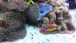 Beautiful Yellowfin Flasher Wrasse displaying Paracheilinus flavianalis [upl. by Huey]