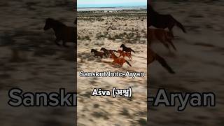 SanskritIndoAryan word for a Horse shorts horse [upl. by Cavan]