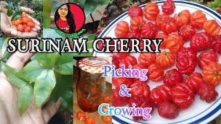 picking amp growing Surinam cherry Pitanga tree saaras garden [upl. by Yenor583]