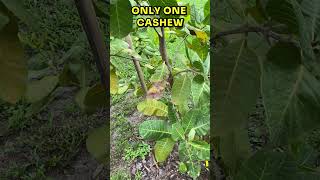 This Yellow CASHEW tree has just ONE NUT It needs cross pollination to set the crop cashew [upl. by Killen]