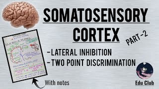 Somatosensory cortex  Part 22 Detailed explanation with PG questions [upl. by Sadinoel335]