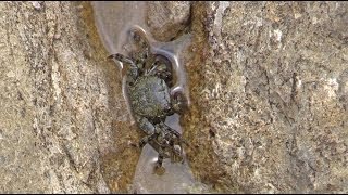 Pachygrapsus marmoratus  Rennkrabbe Marbled Crab [upl. by Perni338]