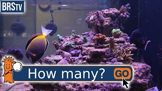 How Many Fish Can You Have In a Saltwater Tank [upl. by Ullund150]