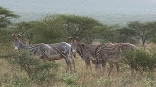 Kenya menacés dextinction les zèbres de Grévy pourrontils survivre [upl. by Enohpesrep354]